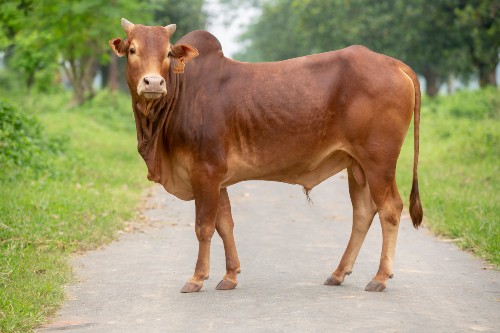দেশী ষাড় গরু
